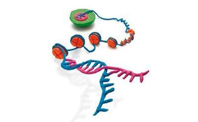 Epigenetic DNA Methylation, Histone Modification, and RNA Regulation. Epigenetic DNA Methylation, Histone Modification, and RNA Regulation.