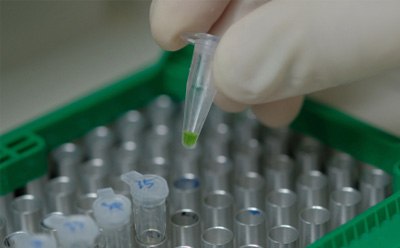 Sample tubes being loaded into a PCR thermocycler PCR tubes with green liquid being loaded by gloved hand into a thermocycler.