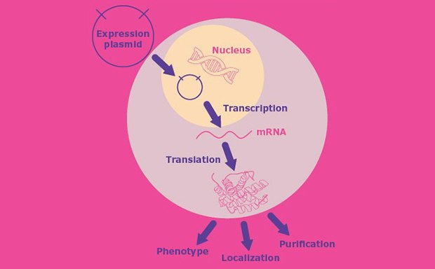 Molecular Cloning and Protein Expression The image is a diagram that illustrates the process of protein expression, starting with an expression plasmid and leading to phenotype, including steps such as transcription in the nucleus, translation, and localization, culminating in purification. The diagram is color-coded, with pink representing the overall process and yellow highlighting the nucleus. It includes labels such as “Expression plasmid,” “Nucleus,” “Transcription,” “mRNA,” “Translation,” “Phenotype,” “Localization,” and “Purification.”
