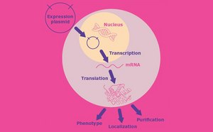 Molecular Cloning and Protein Expression Tools for molecular cloning and protein expression