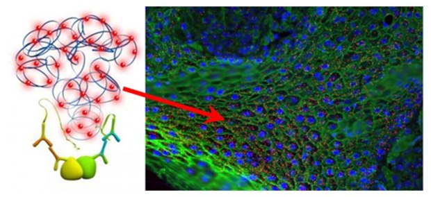 Duolink® Proximity Ligation Assay (PLA)