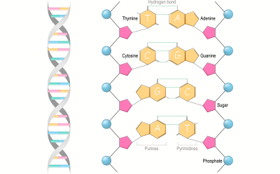 Diagram of DNA highlighting gene specificity components Illustration of the location and structure of DNA double helix highlighting components that hold the gene specificity of every living being.