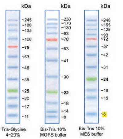 BLUeye prestained protein ladder has 12 bands at 11, 17, 20, 25, 35,48, 63, 75, 100, 135, 180, and 245 kDa. It is provided in a gel loading buffer and includes a green and a red reference band to enable easier identification. BLUeye prestained protein ladder has 12 bands at 11, 17, 20, 25, 35,48, 63, 75, 100, 135, 180, and 245 kDa. It is provided in a gel loading buffer and includes a green and a red reference band to enable easier identification.