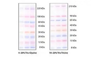 mPAGE™ color protein standards for SDS-PAGE and Western blotting applications mPAGE™ color protein standards for SDS-PAGE and Western blotting applications