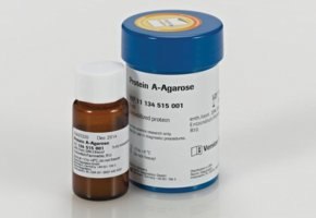 Protein A Agarose In the foreground is a small brown glass bottle with a white label marked “Protein A-Agarose". Behind this bottle is a larger blue plastic container with a white label marked “Protein A-Agarose".