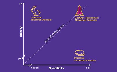 A graph showing antibody types' affinity vs. specificity: Traditional Polyclonal (rabbit), Recombinant Monoclonal (rocket), and Monoclonal (mouse). A graph showing antibody types' affinity vs. specificity: Traditional Polyclonal (rabbit), Recombinant Monoclonal (rocket), and Monoclonal (mouse).