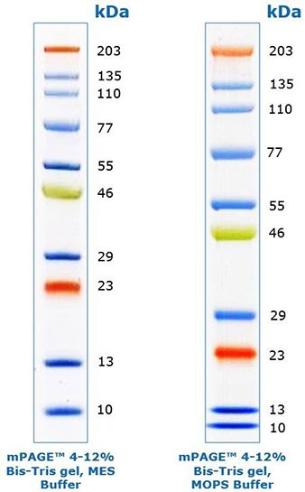 mPAGE protein standards mPAGE® color protein markers for gel electrophoresis