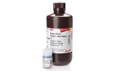 1L of ReadyBlue™ Protein Gel Stain in an opaque, brown plastic bottle. ReadyBlue™ Protein Gel Stain is a rapid and sensitive colloidal Coomassie stain for PAGE. 1L of ReadyBlue™ Protein Gel Stain in an opaque, brown plastic bottle. ReadyBlue™ Protein Gel Stain is a rapid and sensitive colloidal Coomassie stain for PAGE.