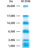 Ultra-low molecular weight markers for protein gel electrophoresis Ultra-low molecular weight markers for protein gel electrophoresis