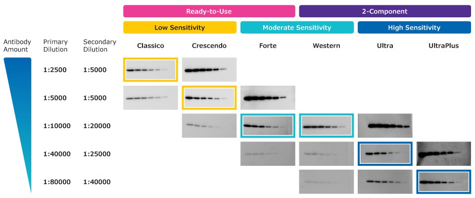 Relative Sensitivity of Immobilon® Chemiluminescent HRP Substrates Two-fold dilution showing the relative sensitivity of Immobilon® chemiluminescent substrates for Western blotting, including: Classico (lower sensitivity), Crescendo, Forte, Ultra, and UltraPlus (highest sensitivity).