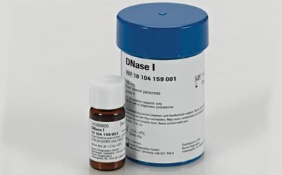 Nucleases (DNases and RNases) DNase I, Deoxyribonuclease, Deoxyribonucleate 5′-oligonucleotido-hydrolase