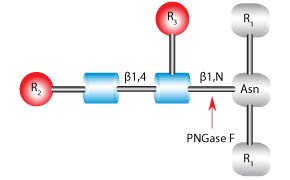 Glycosidases 귀하의 당생물학 작업공정 필요를 위한 글리코시다아제