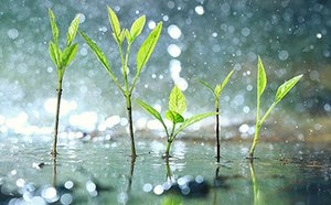 Organic Pollutant Standards The image captures young green plants with slender stems and delicate leaves, sprouting amidst a misty shower of raindrops that reflect the surrounding light, creating a sparkling effect.