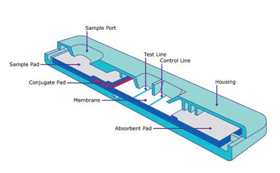 Lateral flow assay schematic Cut away schematic drawing of a rapid lateral flow assay test strip