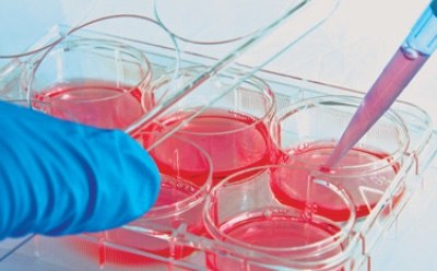 Cell Culture Media in Pipette A scientist's hand in a blue glove using a pipette to transfer a red liquid into one of several wells in a multi-well plate, suggesting a laboratory setting focused on biological or chemical research.