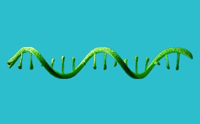 ribonucleic acid (RNA) Illustration showing a single strand of RNA