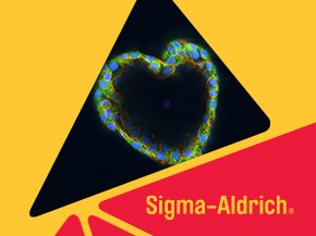 a vibrant, microscopic view of a heart-shaped structure, illuminated with bright colors, including blue and green, against a dark background. This visual representation highlights the intricate details of the cells or tissues within the shape.