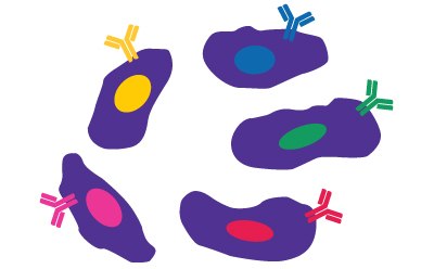 B Cell Cloning Cartoon illustration depicting purple cells, each expressing a different antibody clone represented by yellow, pink, red, green, and blue antibodies on the cell surface