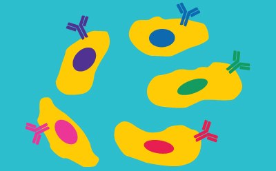 Hybridoma Library Development Cartoon illustration depicting yellow cells, each expressing a different antibody clone represented by purple, pink, red, green, and blue antibodies on the cell surface