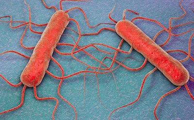 Protocol: Listeria: Surviving Bacteria Protocol: Listeria: Surviving Bacteria