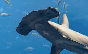 Products On Location, Filters for Hammerheads  Danielle Bartz wears a pink hat and plastic gloves while holding up a circular filter with two sets of tweezers.