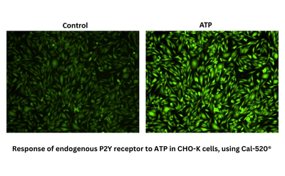 MSigma_400x248_Cal-520 - 1 Shows response of endogenous P2Y receptor to ATP in CHO-K cells, using Cal-520® , on the left side Control and on the right side ATP