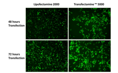 MSigma_400x248_Transfectamine5000 - 1 Shows Lipofectamine 2000 and Transfectamine™ 5000 with 48 hours and 72 hours Transfection, respectively