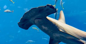 Hammerhead Shark A close-up of a hammerhead shark swimming in the ocean, surrounded by other sea life.