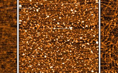 StressMarq Amyloid Beta 1-42 Oligomers StressMarq Amyloid Beta 1-42 Oligomers, 100 µg