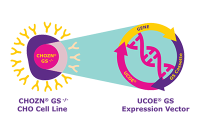 A colorful graphical representation showcasing the interaction between CHOZN® GS -/- CHO Cell Line and UCOE® GS Expression Vector in gene expression. The diagram features a yellow circle labeled ‘CHOZN® GS -/- CHO Cell Line’ with surrounding spikes, and a purple oval labeled ‘UCOE® GS Expression Vector’ with internal symbols and arrows depicting the gene expression process, connected by a teal arrow indicating interaction. A colorful graphical representation showcasing the interaction between CHOZN® GS -/- CHO Cell Line and UCOE® GS Expression Vector in gene expression. The diagram features a yellow circle labeled ‘CHOZN® GS -/- CHO Cell Line’ with surrounding spikes, and a purple oval labeled ‘UCOE® GS Expression Vector’ with internal symbols and arrows depicting the gene expression process, connected by a teal arrow indicating interaction.