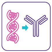 mAb cell line characterization Monoclonal antibody (mAb) based assay packages for cell line development