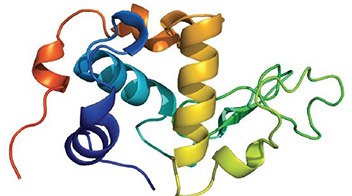 α-Lactalbumin α-Lactalbumin is an important whey protein that regulates the production of lactose in milk and is present in the milk of almost all mammalian species.