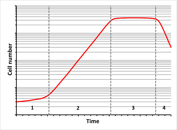 Bacterial cell growth curve (1 = lag phase; 2 = log phase; 3 = stationary phase; 4 = death phase) A graph illustrating the changes in cell number over time, divided into four distinct phases. The x-axis is labeled "Time," while the y-axis is labeled "Cell number". In the lag phase (1), the red-colored curve starts flat, this is followed by the log phase (2), where the curve rises steeply. The curve then flattens during the stationary phase (3) and finally, in the death phase (4), the curve declines as cell death surpasses growth. The phases are separated by dashed vertical lines, and the red curve visually traces the cell population's dynamics over time.