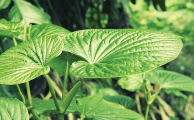 Efficient Analysis of Kava Extract Efficient Analysis of Kava Extract