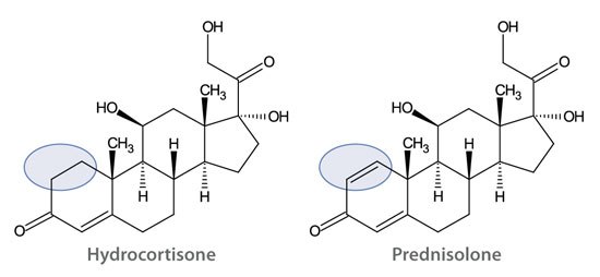 hydrocortisone-and-prednisolone Hydrocortisone and Prednisolone
