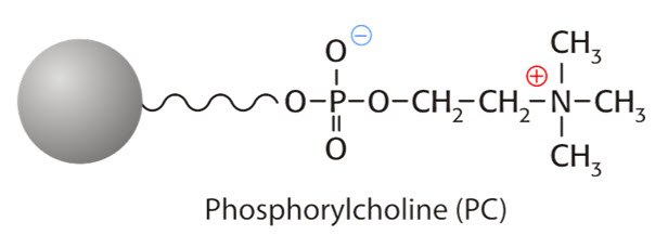 Phosphorylcholine (PC) Phosphorylcholine (PC)