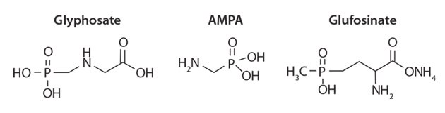 glyphosate glyphosate