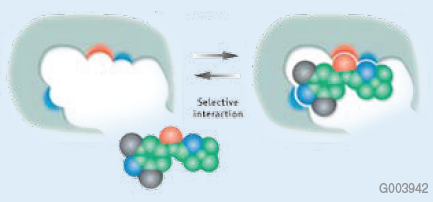 the-extraction-of-b Illustration of a Selective MIP Cavity