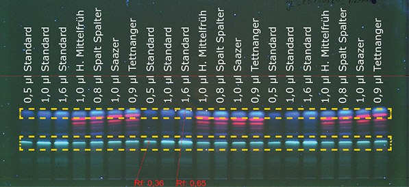 Detection of aromatic Figure 1a: Detection of aromatic hop at 366 nm