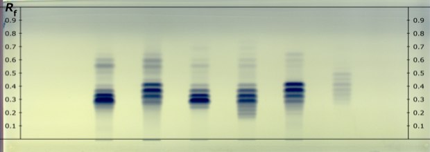 A developed HPTLC plate for HPTLC analysis of fixed oil samples. Tracks: 1. Olive oil USP RS, 2. Corn oil USP RS, 3. Almond oil, 4. Groundnut oil, 5. Sunflower oil, 6. Coconut oil A real developed HPTLC Silica Gel 60 RP18 F254 plate showing blue tracks labeled as 1, 2, 3, 4, 5, and 6 from left to right for different fixed oil samples