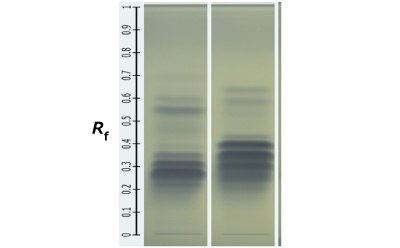 HPTLC bands of olive and corn oil Two Silica Gel 60 RP18 F254  plates kept next to each other showing blue bands in different intensities as obtained for olive and corn oil in fixed oil samples with a measuring scale placed on the extreme left.