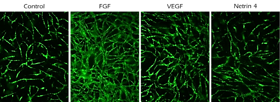 Application of TrueGel® HTS hydrogels in angiogenesis assays Application of TrueGel® HTS hydrogels in angiogenesis assays