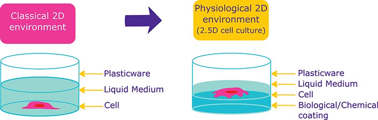 Cells in presence of Extracellular matrix proteins undergo physiologically relevant behaviours than cells in 2D conditions Cells in presence of Extracellular matrix proteins undergo physiologically relevant behaviours than cells in 2D conditions