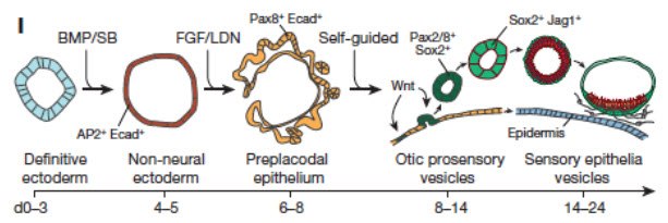 Graphic simplification illustrating the 3D differentiation of PSCs  Graphic simplification illustrating the 3D differentiation of PSCs