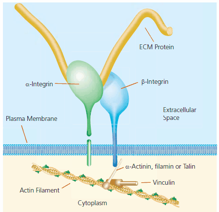 A typical focal adhesion structure. A typical focal adhesion structure.