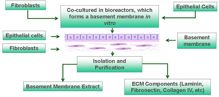 Overview of Human MaxGel™ ECM Hydrogels Overview of Human MaxGel™ ECM Hydrogels