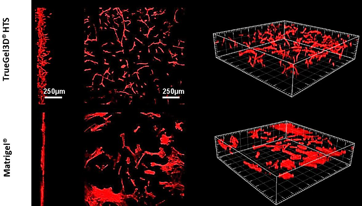 Application of TrueGel® HTS hydrogels in stem cell applications Application of TrueGel® HTS hydrogels in stem cell applications