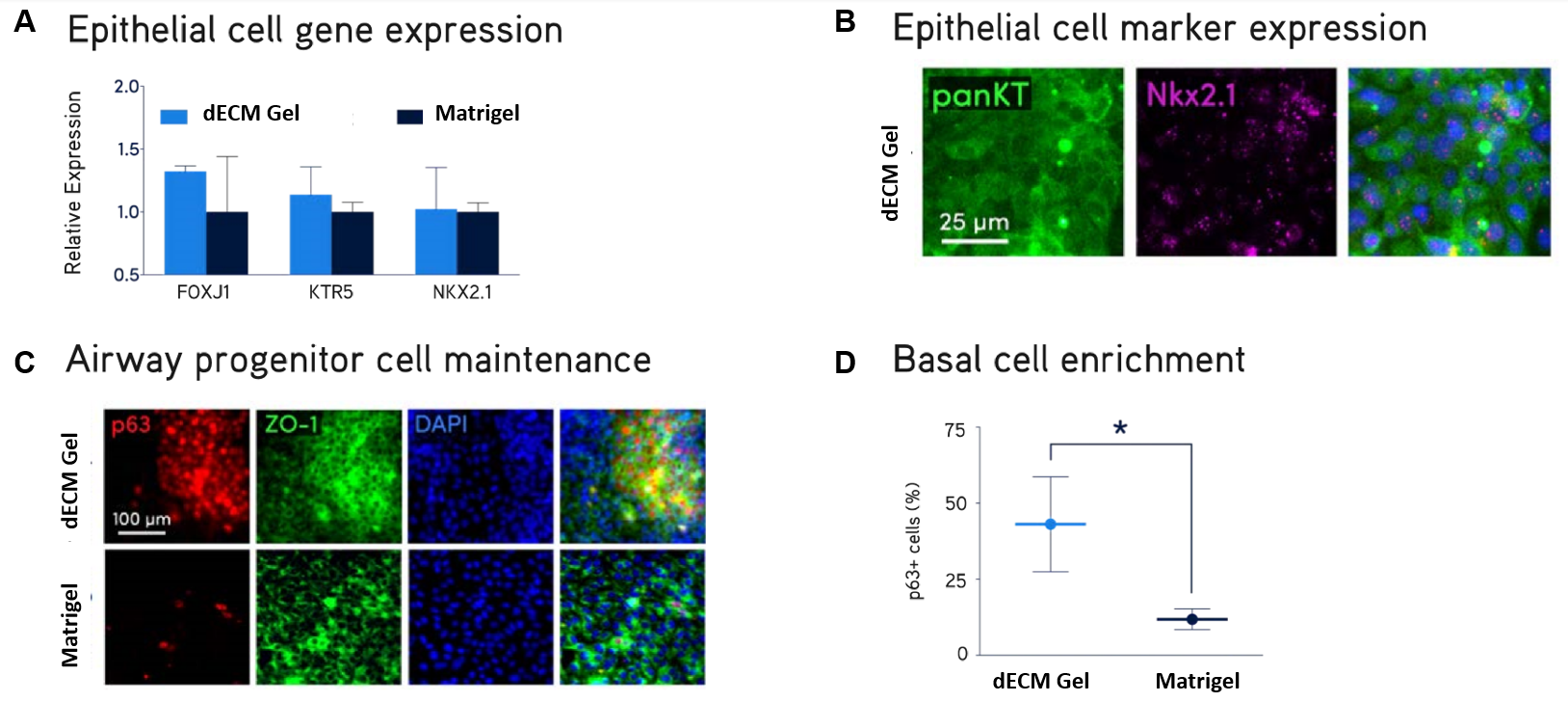 Primary normal human bronchial epithelial (NHBE) cells were cultured on Lung dECM Hydrogels or Matrigel<sup>®</sup> matrix for 10 days. NHBE cells cultured on dECM Hydrogels supported robust expression of normal lung epithelial cell markers FOXJ1, KTR5, NKX2.1, panKT, p63 and ZO-1 (A,B,C) and generated a larger subpopulation of p63+ basal airway cells (D) compared to Matrigel<sup>®</sup> matrix Primary NHBE cell culture.