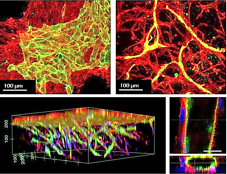 TrueGel® HTS hydrogels in co-culture applications TrueGel® HTS hydrogels in co-culture applications