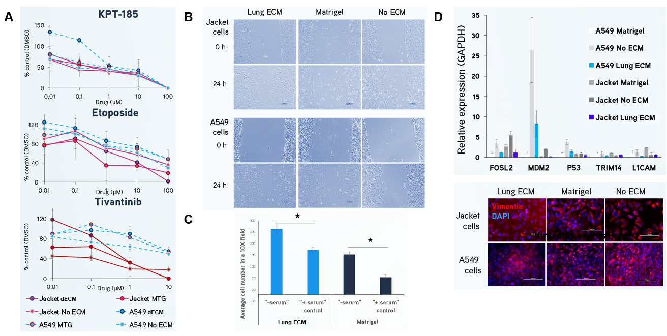 (A) Jacket and A549 lung adenocarcinoma cells were exposed to KPT-185, etoposide and tivantinib for 72 hours and cell number was analyzed using a MTT assay. Cells cultured in Lung dECM Hydrogel exhibited distinct drug resistance profiles with higher IC50 values compared to Matrigel<sup>®</sup> matrix, which may indicate a more predictive physiological response. (B, C) Jacket and A549 lung adenocarcinoma cells display increased migration and invasion after 24 hours using scratch and Boyden chamber assays when cultured on Lung dECM Hydrogels. (D) Gene expression of Jacket and A549 cultured in Lung dECM hydrogels. Cells cultured in Lung dECM Hydrogels exhibited lower cancer-related gene expression than cells cultured in Matrigel<sup>®</sup> matrix including lower vimentin expression.  Lung dECM Hydrogels can be used to model human lung cancer.